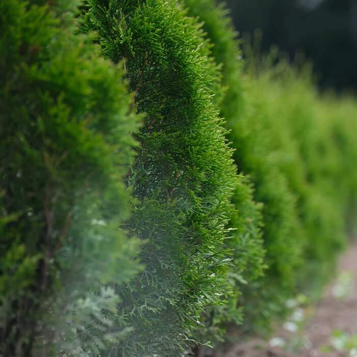 Garden Hedge Trimmer